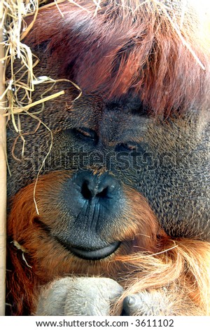Face of orangutan monkey in close up view