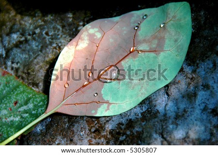 Leaf with water drops on a rock