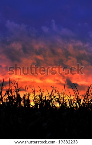 Corn field at sunset with colorful clouds