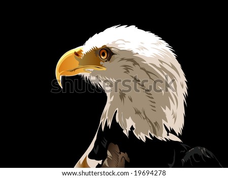 Head Of Bald Eagle - Vector - 19694278 : Shutterstock