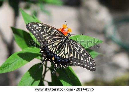 Eastern Tiger Swallowtail butterfly resting on leaves