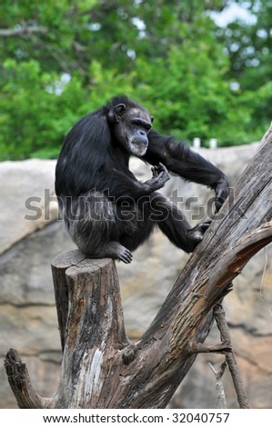 African chimpanzee sitting on tree stump