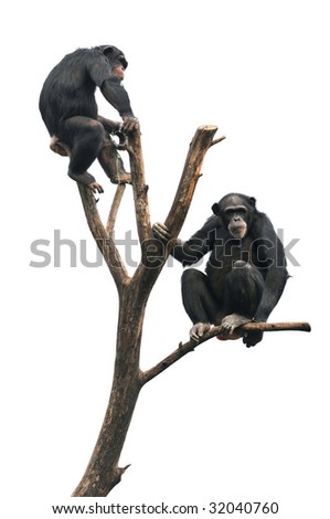 Chimpanzees For Sale
