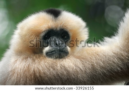 White-Cheeked Gibbon Monkey