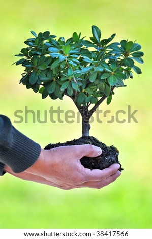 Tree and soil in man\'s hands over out of focus green background