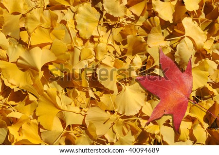 Gumball tree leave on bed of yellow ginkgo leaves in the fall