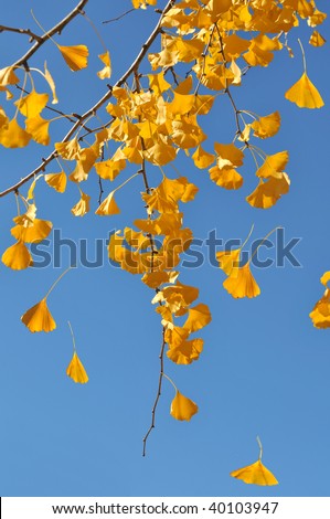 Leaves falling from ginkgo tree in the fall over blue sky