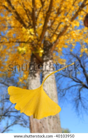 Ginkgo leaf falling from tree during fall season