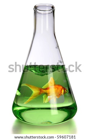 Goldfish in laboratory flask over white background - With clipping path