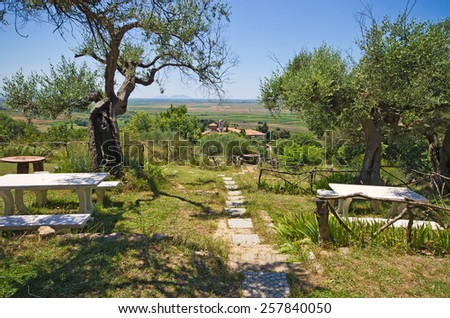 Beautiful olive garden in mediterranean country