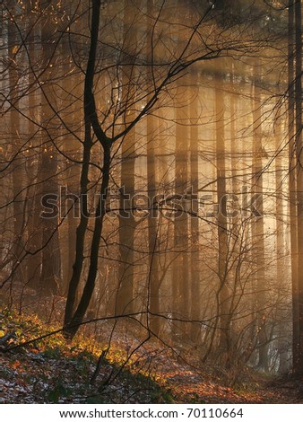 [Obrazek: stock-photo-magic-sunbeams-in-the-forest-70110664.jpg]