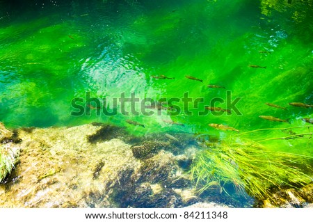 Stream with fishes and emerald water