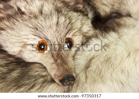 Fox shawl with fake eyes