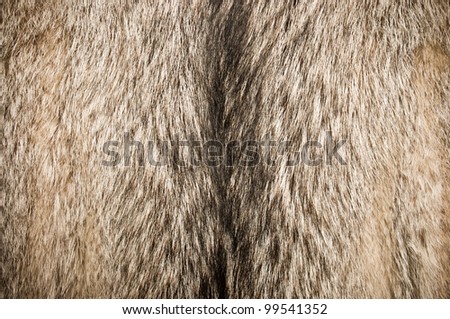 Wolf fur texture for background