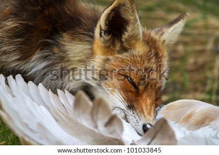 Red fox eating feathers