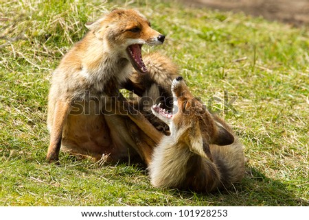 Two red foxes fighting