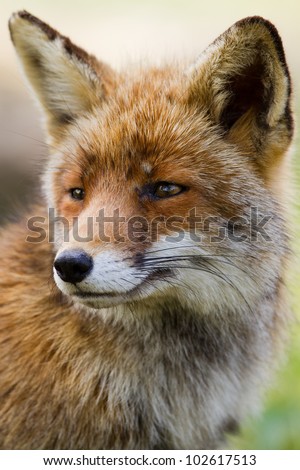 Portrait of a common european red fox