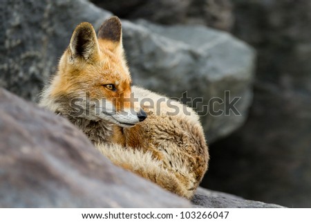 Red fox lying on black rocks