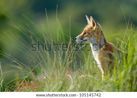 Red fox sits in the dunes.