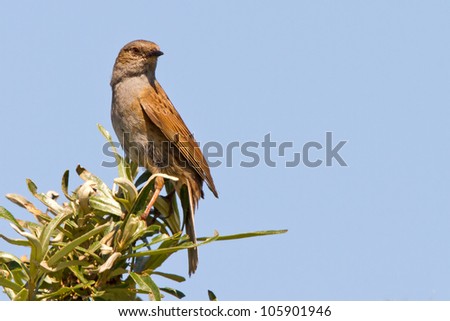 Dunnock sits on top of a branch
