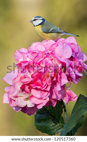 Blue tit sits on top off a pink hydrangea flower