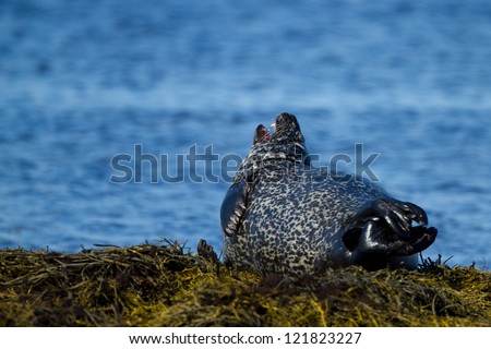 Sea lion ore Seal animal (Phoca vitulina ) on the shore side at Iceland