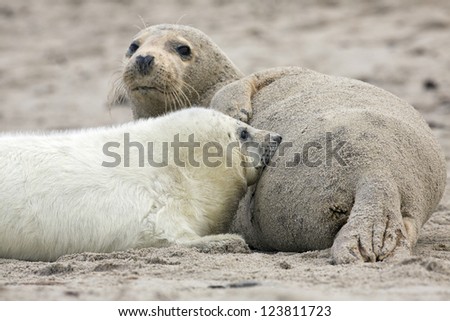 Baby grey seal drinking mum\'s milk