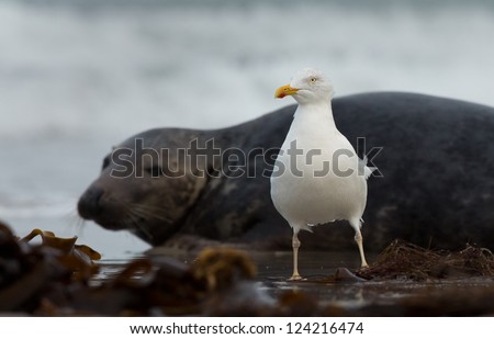 Yellow-legged gull standing in front of a grey seal