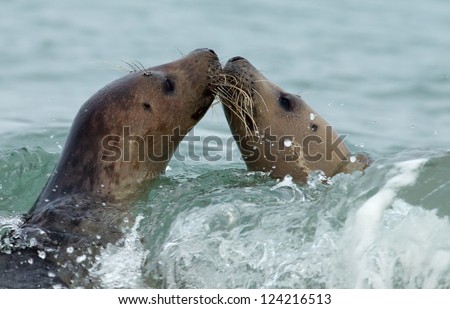 Two grey seal in open sea