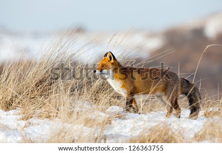 Red fox on dunes covered with snow