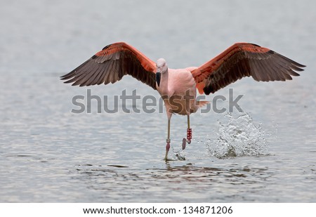 Chilean Flamingo in flight at a lake in the Netherlands