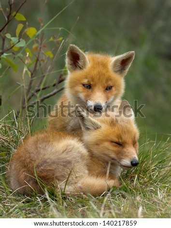 Two little red fox cub