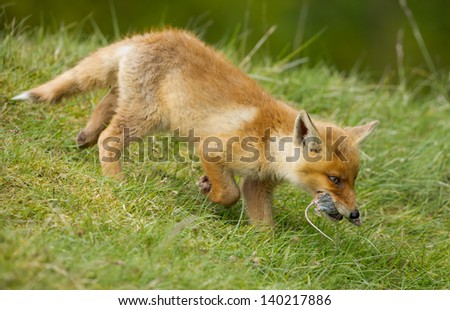 Red fox cub with a mouse in its mouth