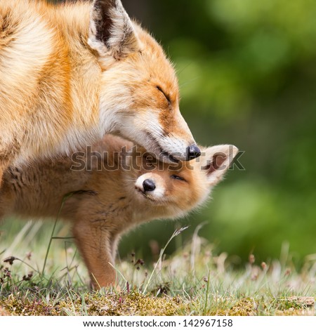 Red fox cub and mother.
