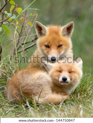 Red Fox Cubs Cuddling