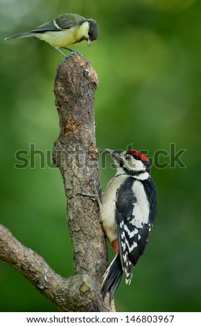 Juvenile great spotted woodpecker and a juvenile great tit on a branch