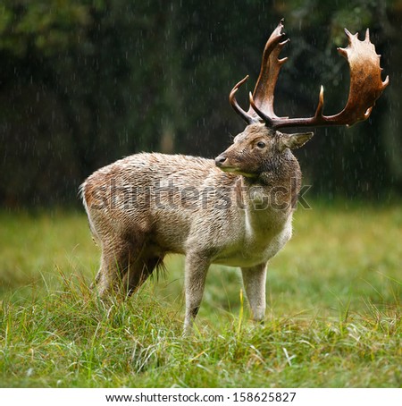Fallow deer stands in the rain during the rutting season