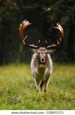 Fallow deer stands in the rain during the rutting season