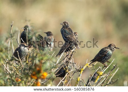 Common Starling (Sturnus vulgaris), the European Starling or just Starling.