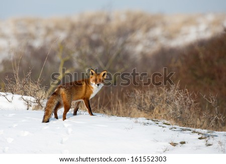 Red fox in a snowy landscape.