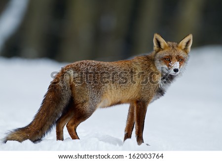 Red Fox in a winter setting