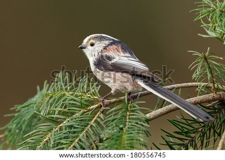 Long tailed Tit perched on a twig in springtime
