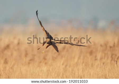 Marsh Harrier in flight over reed beds