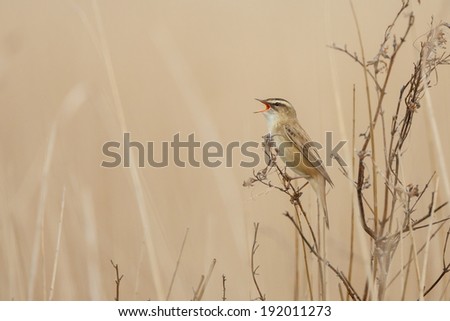 The Sedge Warbler (Acrocephalus schoenobaenus) singing