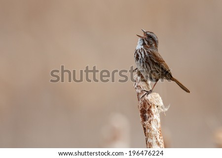 Song Sparrow sings his song