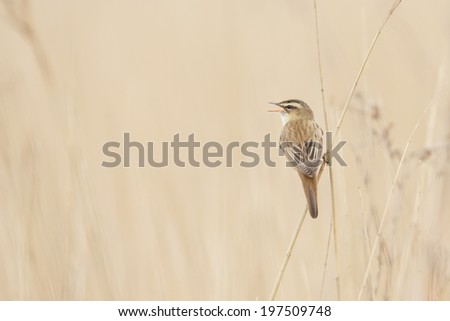 The Sedge Warbler (Acrocephalus schoenobaenus) singing