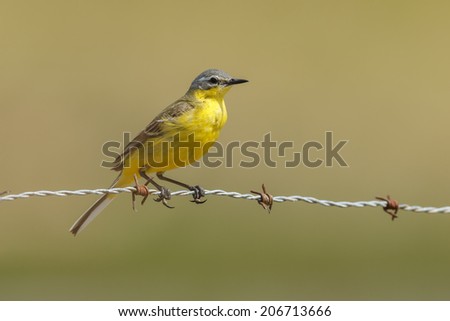 Yellow wagtail on barbed wire