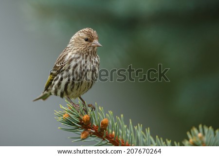 Pine Siskin perched on a pine tree