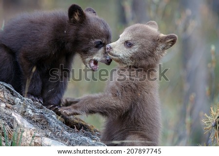 Brown black bear cubs playing