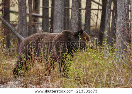 Grizzly bear standing in nature